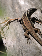 Liolaemus septentrionalis