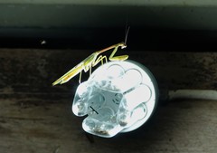 Stagmatoptera supplicaria