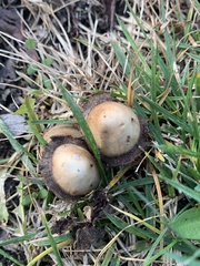Panaeolus foenisecii
