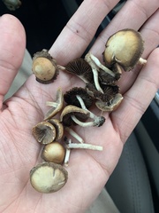 Panaeolus foenisecii