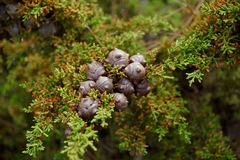 Cupressus goveniana