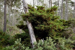 Cupressus goveniana