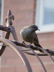 Anthochaera chrysoptera chrysoptera