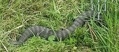 Acanthophis antarcticus