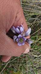 Gentianella corymbosa