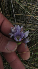 Gentianella corymbosa