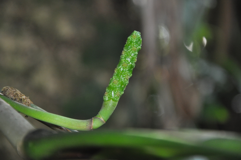 Ludovia integrifolia