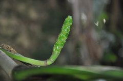 Image of Ludovia integrifolia