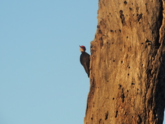 Dryocopus schulzii