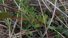 Gentianella corymbosa