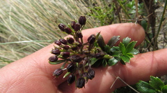Niphogeton ternata