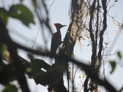 Dryocopus schulzii