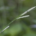 Ribbed Sedge - Photo (c) Samuel Brinker, some rights reserved (CC BY-NC), uploaded by Samuel Brinker