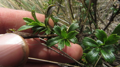 Niphogeton ternata
