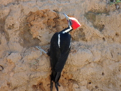 Dryocopus schulzii