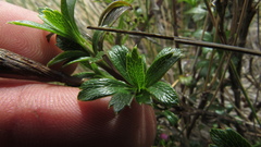 Niphogeton ternata