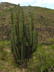 Isolatocereus dumortieri