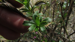 Niphogeton ternata