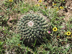 Mammillaria uncinata