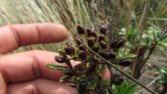 Niphogeton ternata