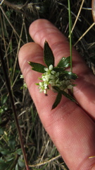 Niphogeton ternata
