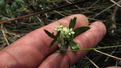 Niphogeton ternata
