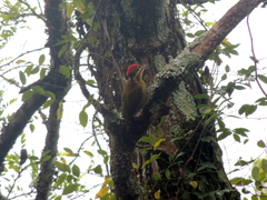 Piculus chrysochloros