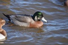 Anas platyrhynchos × Mareca americana