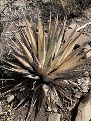 Agave parryi