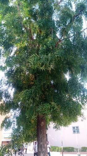 Azadirachta indica image