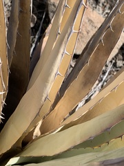 Agave parryi