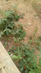 Solanum lycopersicum