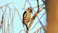 Yungipicus canicapillus