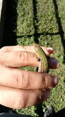 Podarcis siculus campestris