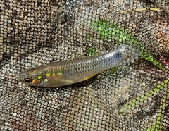 Pseudoxiphophorus bimaculatus