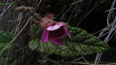 Rubus acanthophyllos