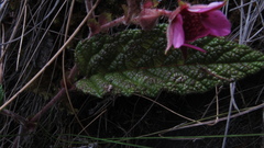 Rubus acanthophyllos