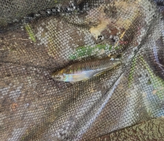 Pseudoxiphophorus bimaculatus