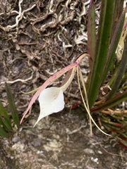 Brassavola nodosa