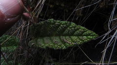 Rubus acanthophyllos