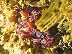 Pseudobiceros fulgor