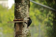 Melanerpes formicivorus