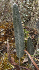 Elaphoglossum engelii