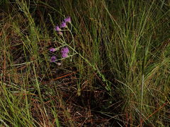 Carphephorus tomentosus