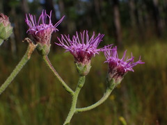 Carphephorus tomentosus