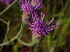 Carphephorus tomentosus