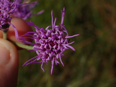 Carphephorus tomentosus