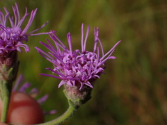 Carphephorus tomentosus