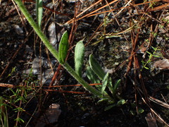 Carphephorus tomentosus