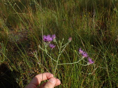 Carphephorus tomentosus